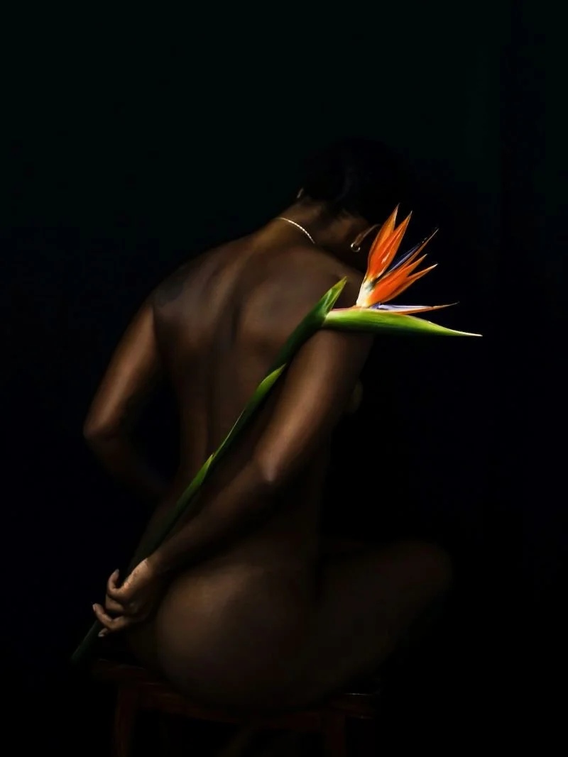 18x24 Alcena Melissa BirdofParadisecopy RS