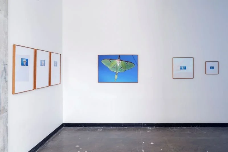 2 VestalVirginVengeneance IvesterGallery VLM 2024