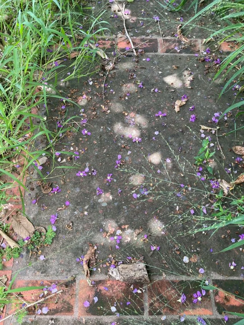 PsychicLight source1