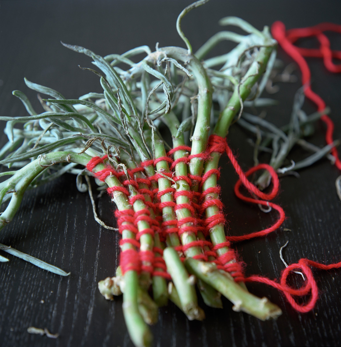 “Weaving Succulents”