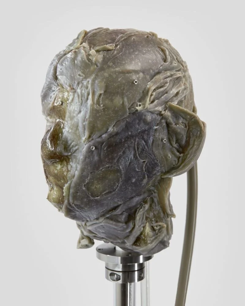 Terrance James, “Phlegm”, 2020. PVA Glue, expanded polystrene (EPS) head, PVS tubing, steel, sumi ink, dye, Head: 10 x 7 x 8 inches, 25 x 18 x 20 cm, Steel base: 24 x 3.5 x 3.5 inches, 61 x 9 cm